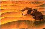 Sunglasses on a sand dune