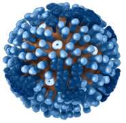 Influenza Antiviral Drugs