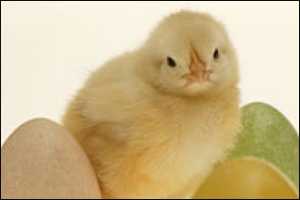 A baby chick