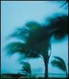 Photo: Tree limbs swaying in a hurricane