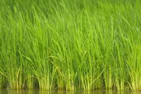 image of grass in water