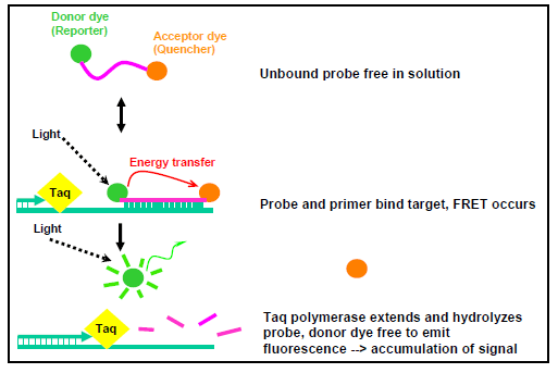 Figure 1 is a picture showing the chemistry of a dual-labeled hydrolysis probe.