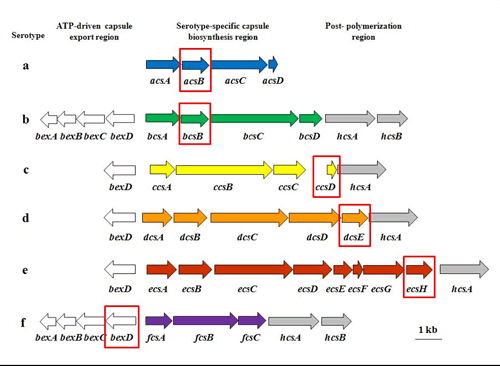 Figure 3 is an image showing the capsule loci for H. influenzae serotypes a, b, c, d, e, and f, including the target genes for serotype-specific real-time PCR assays. The capsule locus of all six serotypes of H. influenzae (Hia-f) consists of three regions encoding functions for capsule polysaccharide synthesis, modification, and translocation. bexDCBA in the ATP-driven export region code for protein components of an ATP-driven polysaccharide export apparatus. hcsA and hcsB are in the post polymerization modification region and may be involved in the modification and export of capsule polysaccharide. The serotype-specific region contains genes for capsule synthesis and is unique to each serotype. The serotype-specific genes are named acs, bcs, etc. for a capsule synthesis, b capsule synthesis, and so on. With the exception of the Hif serotype-specific assay, the target genes for the serotype-specific assays can be found in this region.