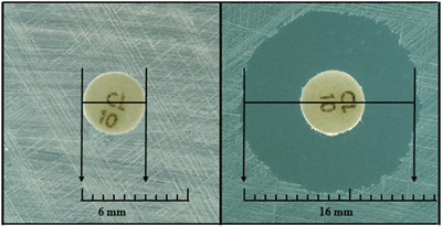 Figure 2 is a picture of images showing proper measurement of zone diameter. In the case of an isolate completely resistant to the antimicrobial, simply measure the diameter of the disk: 6 mm. When there is a zone of inhibition, measure the diameter as shown: 16 mm.