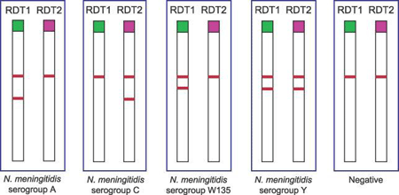 Figure 5 depicts rapid diagnosis test (RDT) results for N. meningitidis serogroups A, C, W135, and Y, as well as a negative control.