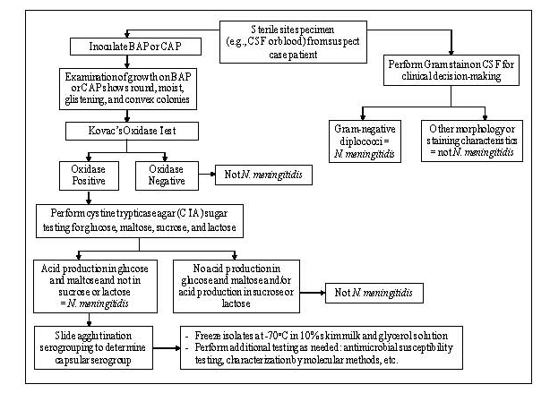 Figure 3 is a flow chart for identification and characterization of a N. meningitidis isolate.