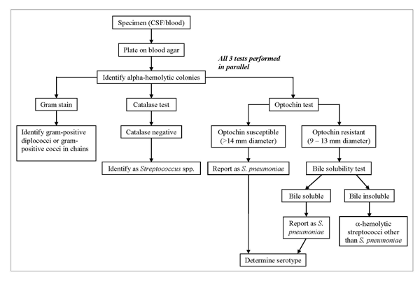 Figure 3 is flow chart for identification and characterization of a S. pneumoniae isolate.