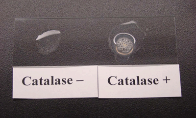 Figure 4 is a picture showing negative and positive catalase test results. The absence of bubbling from a transferred colony indicates a negative test. All streptococci are catalase-negative.