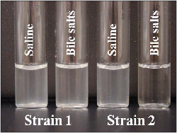 Figure 6 is a picture showing results of the bile solubility test for two different strains of bacteria. For strain 1, a slight decrease in turbidity is observed in the tube containing the bile salts, but the contents are almost as turbid as the control tube; therefore, strain 1 is not S. pneumoniae. For strain 2, all turbidity in the tube containing the bile salts has cleared, indicating that the cells have lysed, in contrast to the control tube, which remains turbid; therefore, strain 2 is S. pneumoniae.
