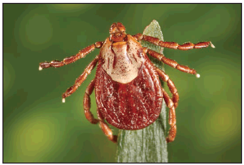 This figure is a photograph showing an adult female Dermacentor andersoni (Rocky Mountain wood tick).