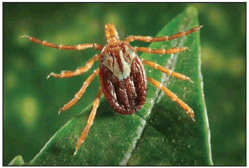 This figure is a photograph showing an adult female Amblyomma maculatum (Gulf Coast tick).
