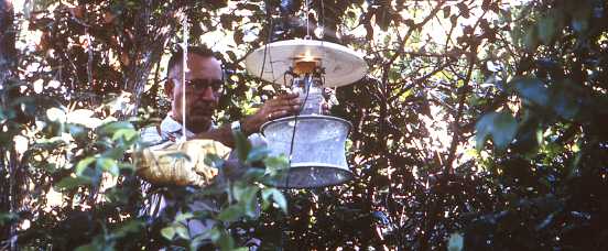 Standard New Jersey light trap is modified to create the CDC light trap, a light-weight and portable mosquito trap to collect samples in swamps and remote areas where electricity is not available