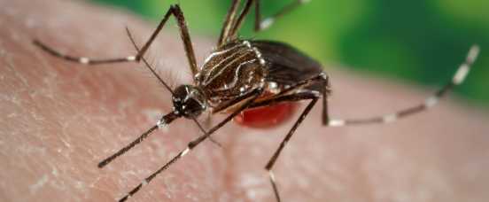 The Aedes aegypti Eradication Branch is established to eradicate this mosquito from the Americas as well as to protect against outbreaks of yellow fever and dengue fever
