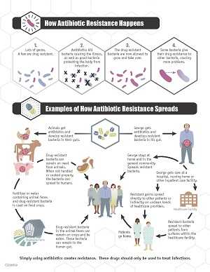 Graphic: Example of how antibiotic resistance spreads