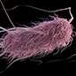 Illustration of E.coli bacteria