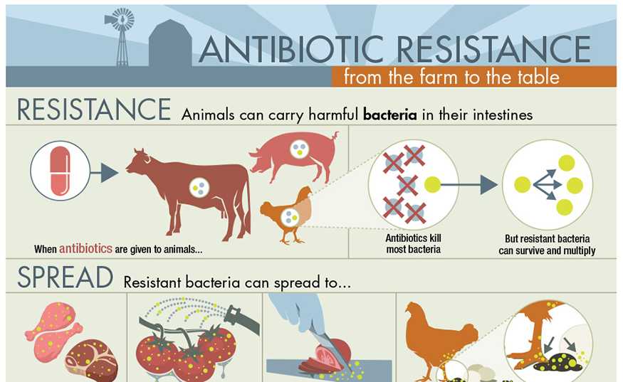 Learn more about the prudent use of antibiotics on the farm