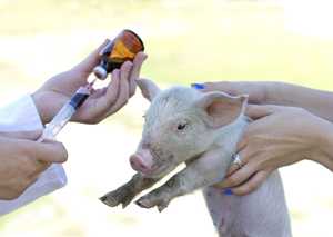 Women holding piglet for antibiotic shot