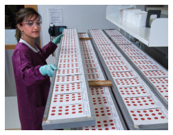 	CDC laboratorian stacking racks of blood spot cards to dry so they can be used in quality assurance and proficiency tests.