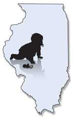 Picture of the state of illinois with a baby crawling across it.