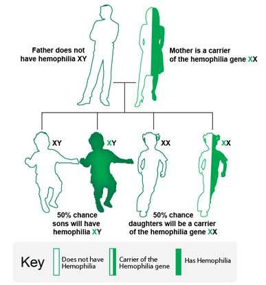 Image showing if the mother is a carrier of the hemophilia gene, and the father does not have hemophilia, there is a 50% chance that each son will have hemophilia, there is a 50% chance that each daughter will be a carrier of the hemophilia gene.