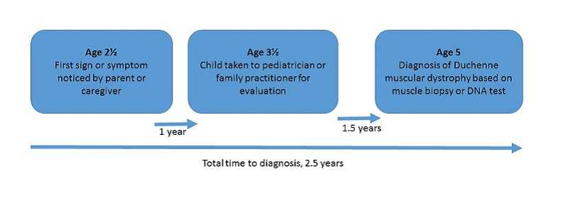 Delay in Diagnosis of DMD Graphic - Research from the Muscular Dystrophy Surveillance Network shows an average of two and half years between when a parent or caregiver notices the first signs and symptoms of Duchenne, and a diagnosis based on a muscle biopsy or DNA test. It takes one year from when the first sign or symptom is noticed to when a child is taken to a pediatrician or family practitioner for evaluation. Then it takes another year and a half from that first evaluation to the diagnosis based on muscle biopsy or DNA test. The first sign or symptom is noticed at age two and a half, the first evaluation occurs at age three and a half, and the diagnosis by muscle biopsy or DNA test occurs at age 5.