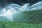 Photo of a field of spinach with irrigation water fountains