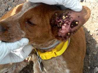 Photo of a dog's ear with ticks covering the inside.