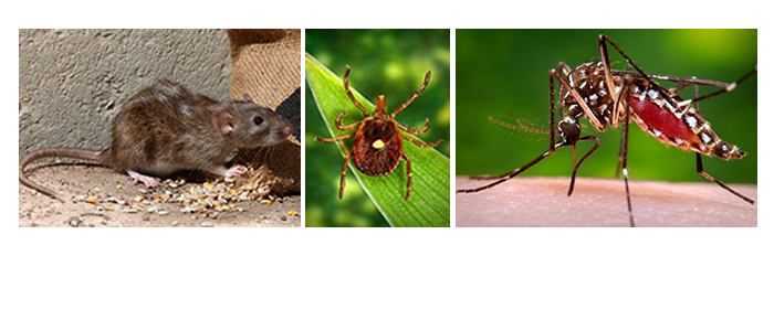 Collage of a rat, tick and mosquito