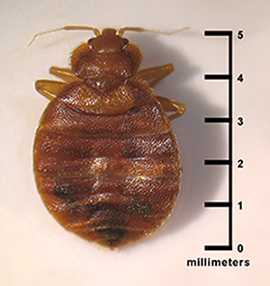 This image depicts a dorsal view of an adult, Cimex lectularius bed bug.