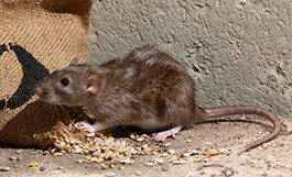 Photo of a rat eating grain from a hole in a canvas bag.