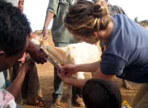 Danielle Buttke takes a sample from a goat herd.