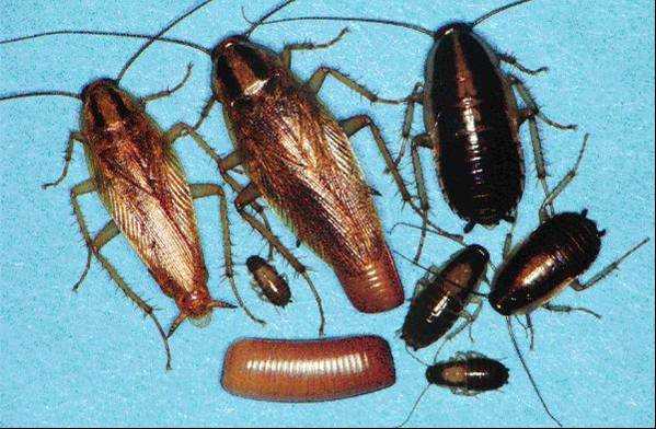 Figure 4.11. German Cockroaches, Various Stages and Ages