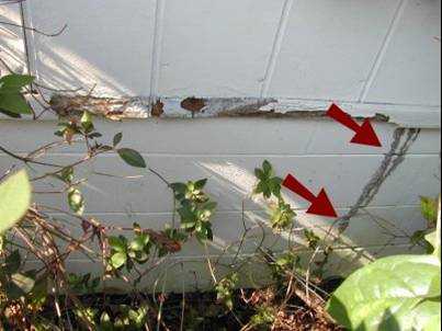 Figure 4.18. Termite Tube Extending from Ground to Wall (Red Arrows)