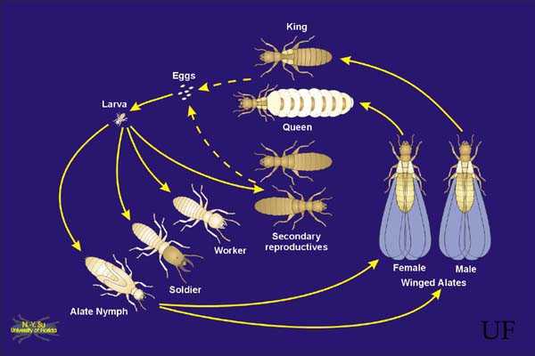 Figure 4.21. Life Cycle of the Subterranean Termite