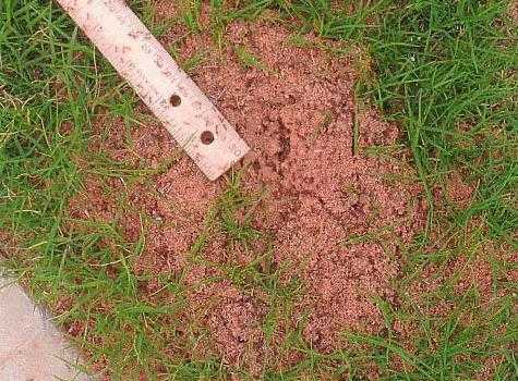 Figure 4.27. Fire Ant Mound