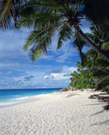 image of seashore with palm trees and blue sky