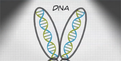 two DNA chains