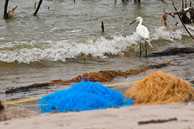Birds in contaminated ocean water