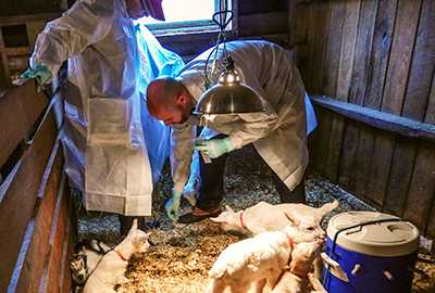CDC staff collects samples while investigating an E. coli O157 outbreak linked to a Connecticut dairy goat farm in 2016.