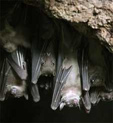 colony of fruit bats in a cave