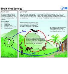 Poster detailing Ebola virus ecology and ransmission