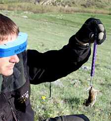 Researcher weighing a deer mouse in a field