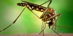 Photo: Female Aedes aegypti mosquito.