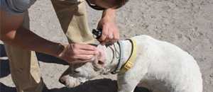 Thumbnail image of man checking a white dog's ear for ticks