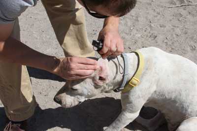 Image of man checking a white dog's ear for ticks