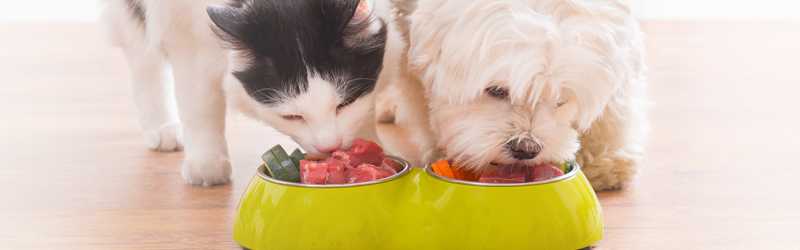 Cute black and white cat and fluffy white dog eat pet food out of a double bowl