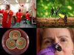 thumbnail image showing 4 of the beautiful scientific photos taken by Jim Gathany of work at CDC
