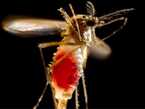 A mosquito flying full of blood against a black background.