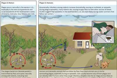 infographic plague ecology in the us