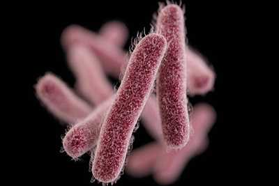 Image of 3D image rod-shaped, drug-resistant Shigella bacteria
